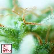 Top Tao Seeds Dr. Tao Sativa